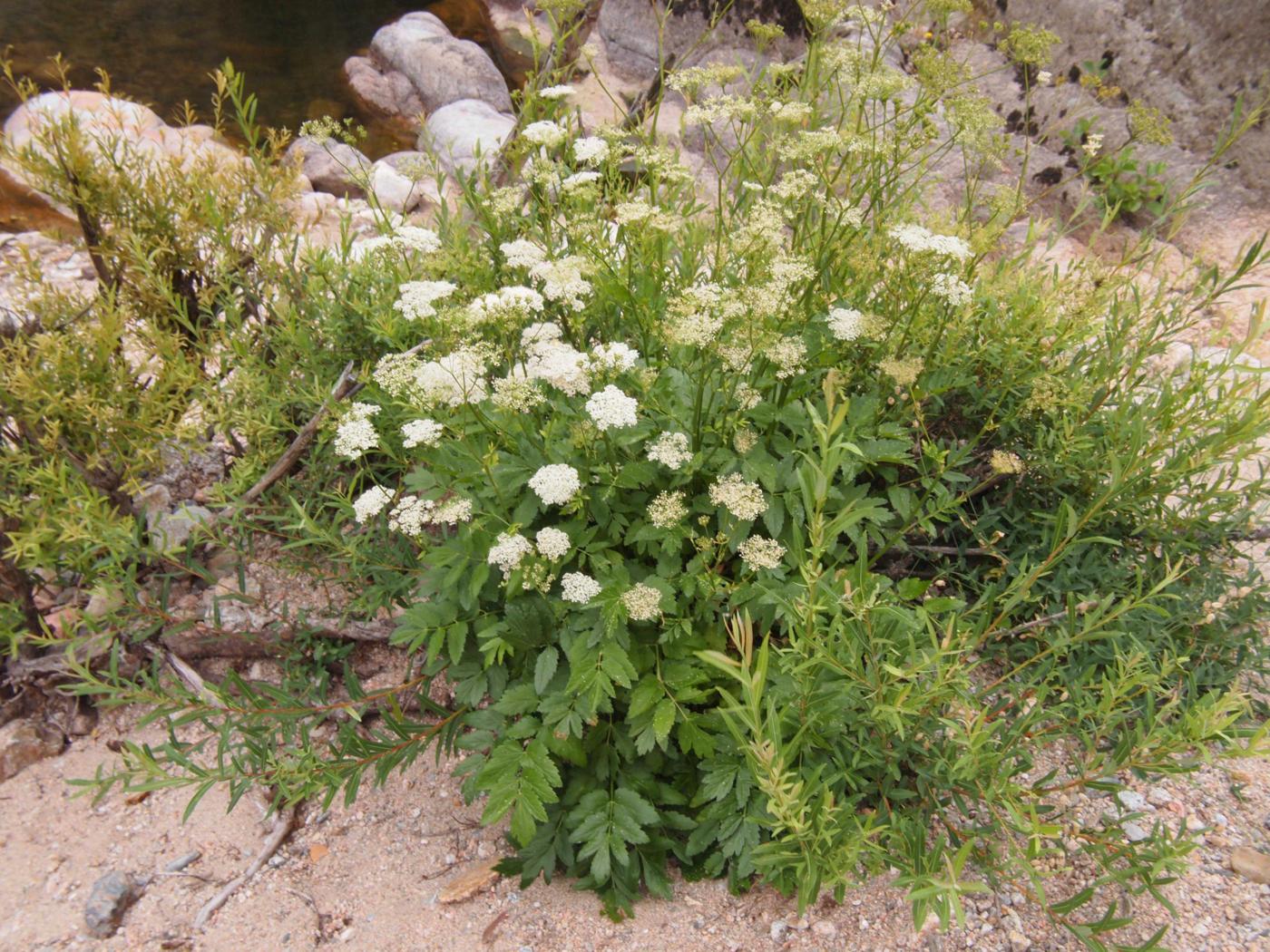 Burnet Saxifrage, Greater plant